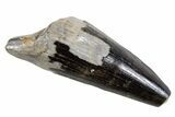 Cretaceous Fossil Crocodilian Tooth - Montana #341127-1